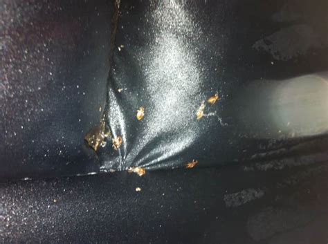 can bed bugs get in your car