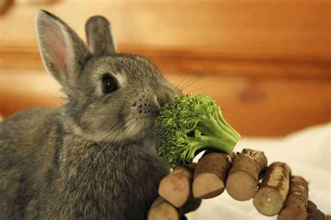 can bunnies eat broccoli