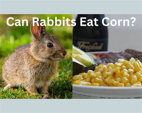 can bunnies eat corn