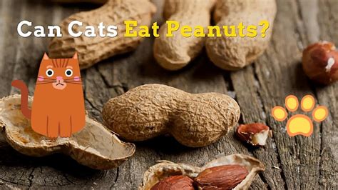 can cats eat peanuts