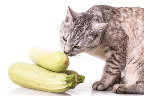 can cats eat zucchini