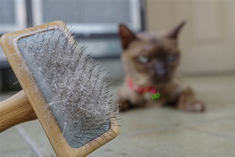 can cats get dandruff