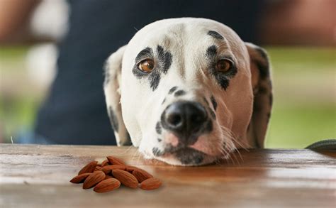 can dog eat almonds