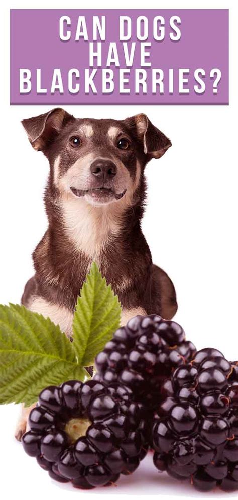 can dog have blackberry