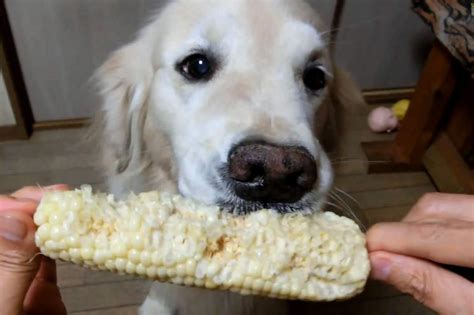 can dog have corn cob