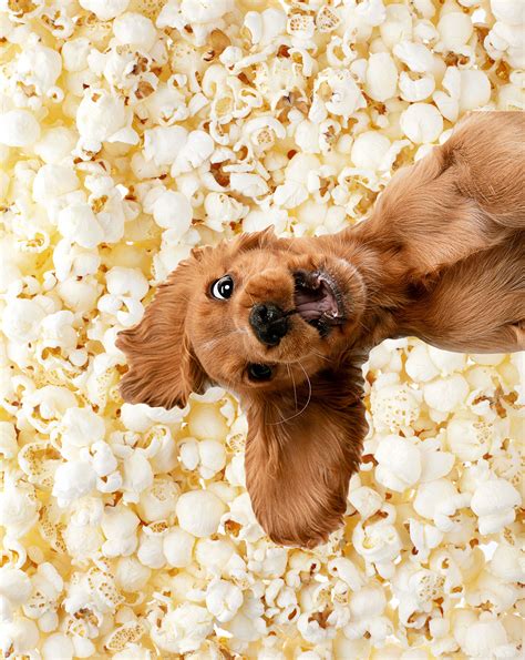 can dog have popcorn