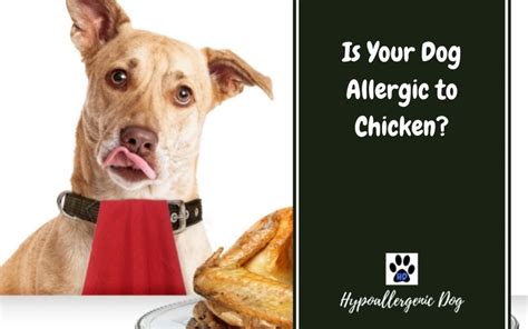 can dogs be allergic to chicken