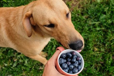 can dogs eat blue berries