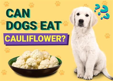 can dogs eat coliflower