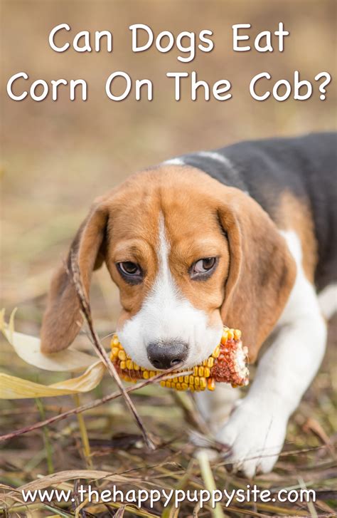 can dogs eat cooked corn