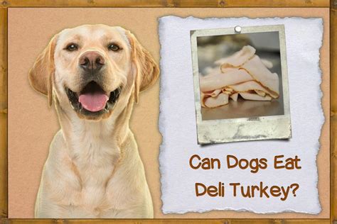 can dogs eat deli turkey