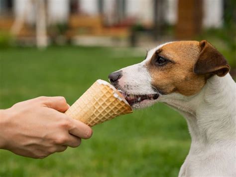 can dogs eat ice cream vanilla