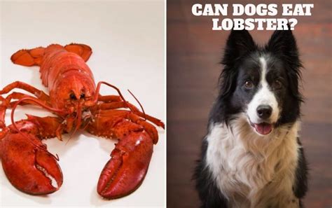 can dogs eat lobster