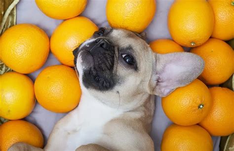 can dogs eat mandarin oranges