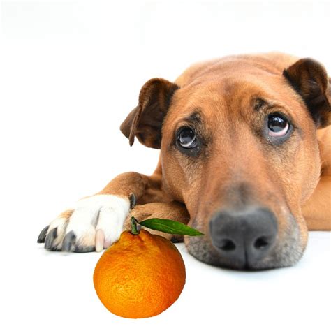 can dogs eat mandarins