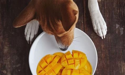 can dogs eat mangoes