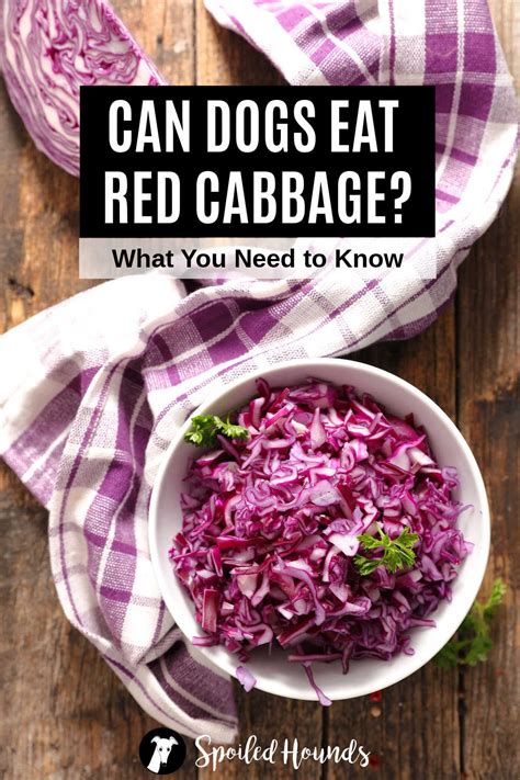 can dogs eat red cabbage