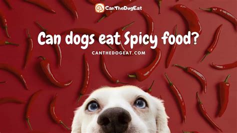 can dogs eat spicy