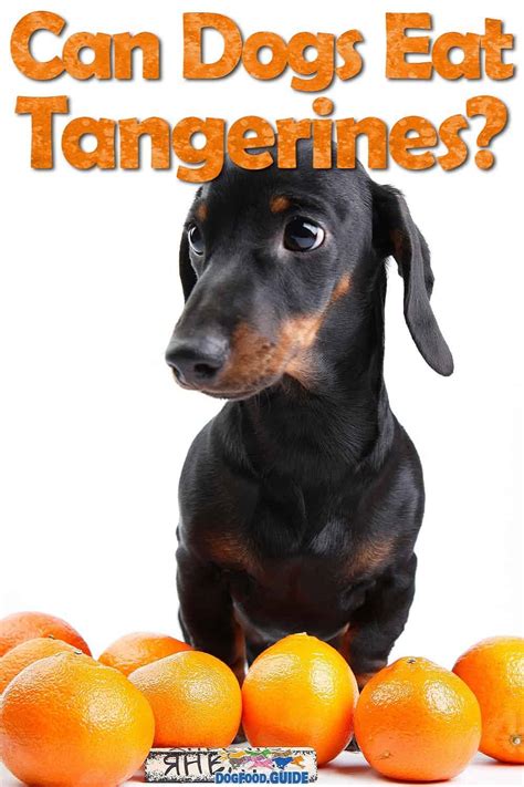 can dogs eat tangerines