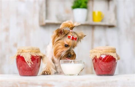 can dogs eat yogurt