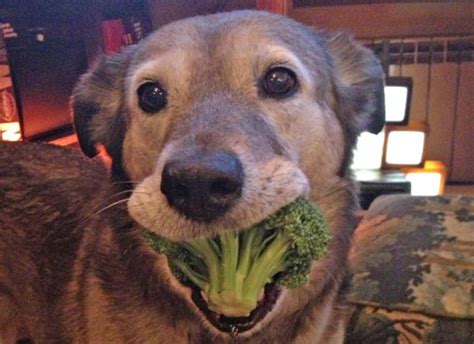 can dogs have brocoli