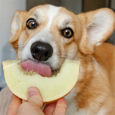 can dogs have cantelope