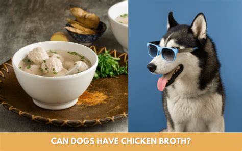 can dogs have chicken broth