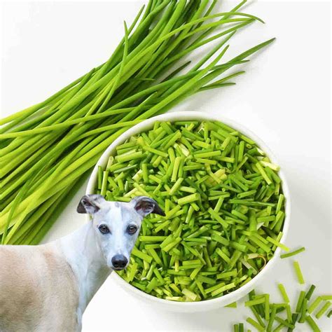 can dogs have chives