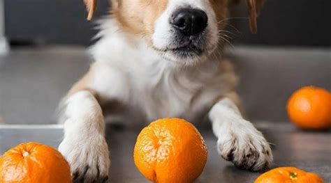 can dogs have clementines