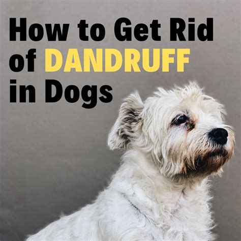 can dogs have dandruff