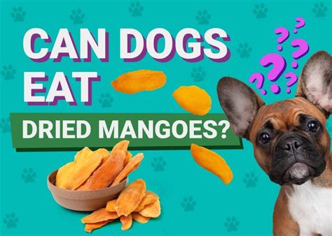 can dogs have dried mango