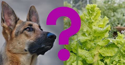 can dogs have romaine lettuce