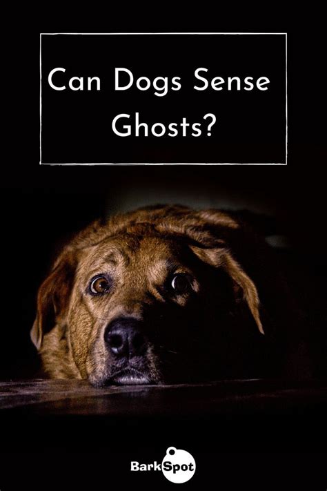 can dogs sense ghosts