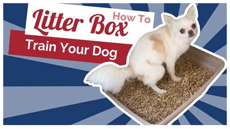 can dogs use litter trays