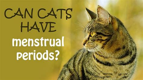 can female cats have periods