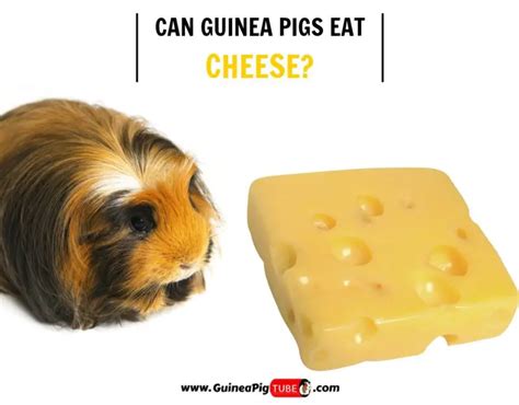 can guinea pigs eat cheese