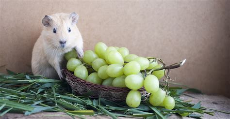 can guinea pigs eat grapes