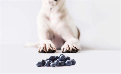 can i feed my dog blueberries