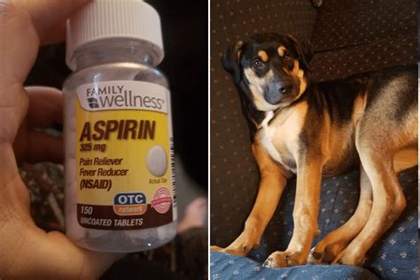 can i give my puppy aspirin for pain