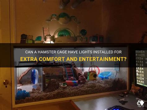 can i have a hamster in my dorm