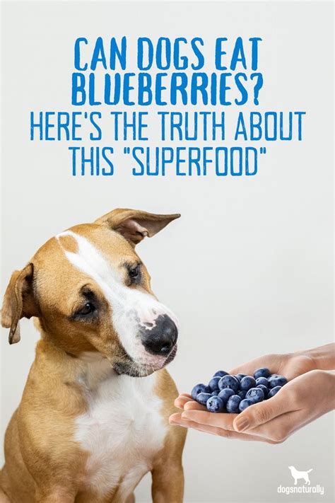 can my dog eat blueberries