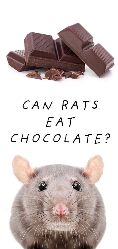 can rats eat chocolate