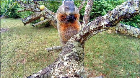 can woodchucks climb trees