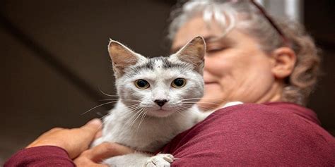 can you bring cats to college