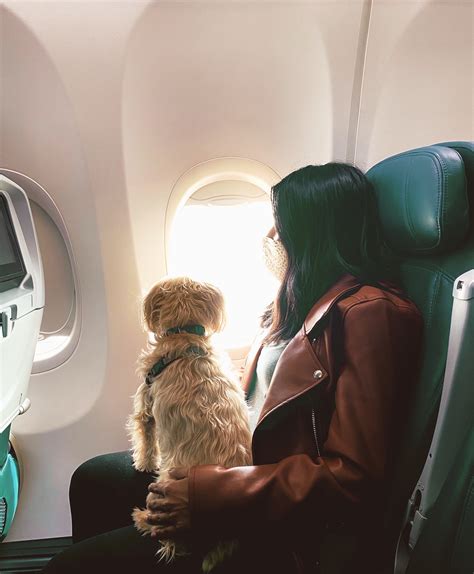 can you fly on planes with dogs