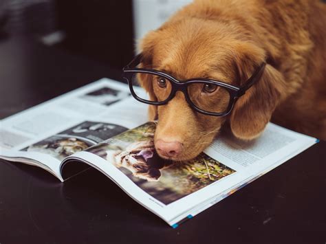 can you have pets in dorms