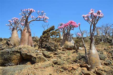 can you plant desert rose in the ground