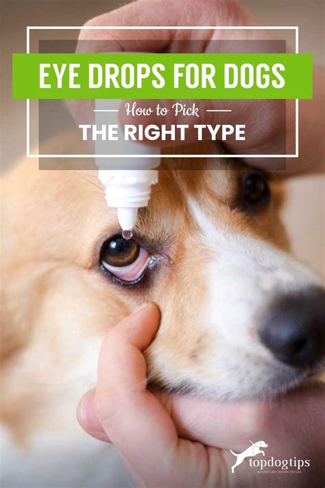 can you use eye drops on dogs