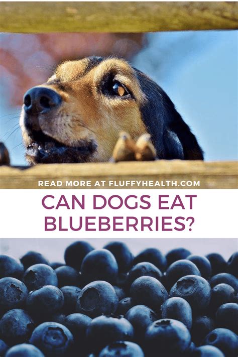 can.dogs have blueberries