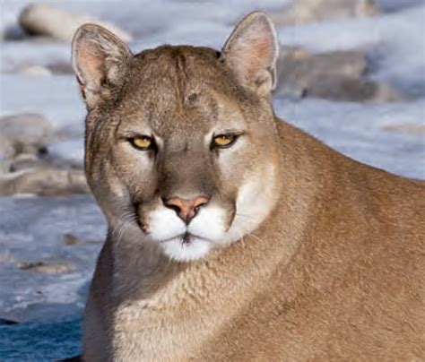 canadian cougar